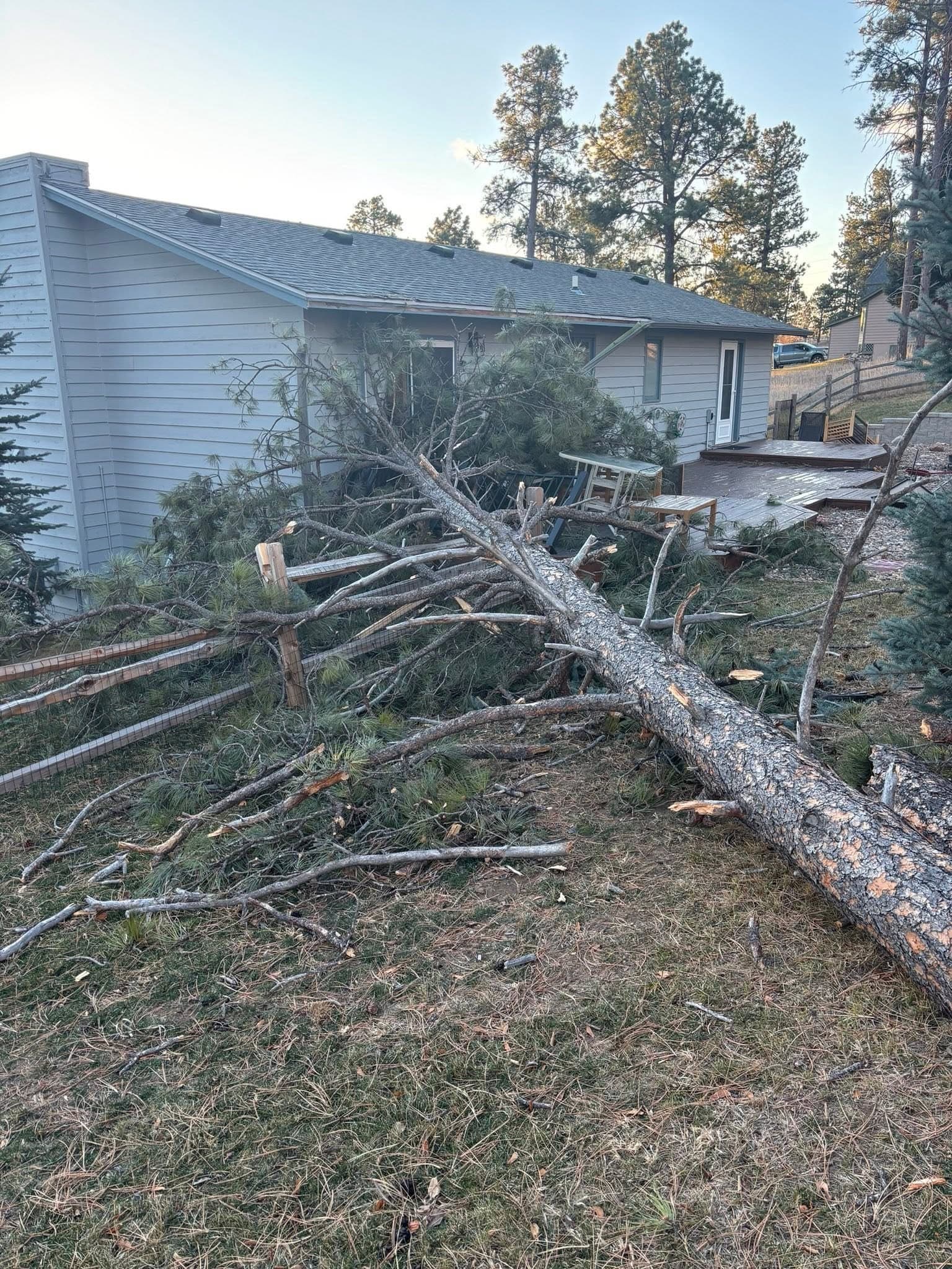 A pine down across the ground beside a house, its trunk and branches broken up where it fell
